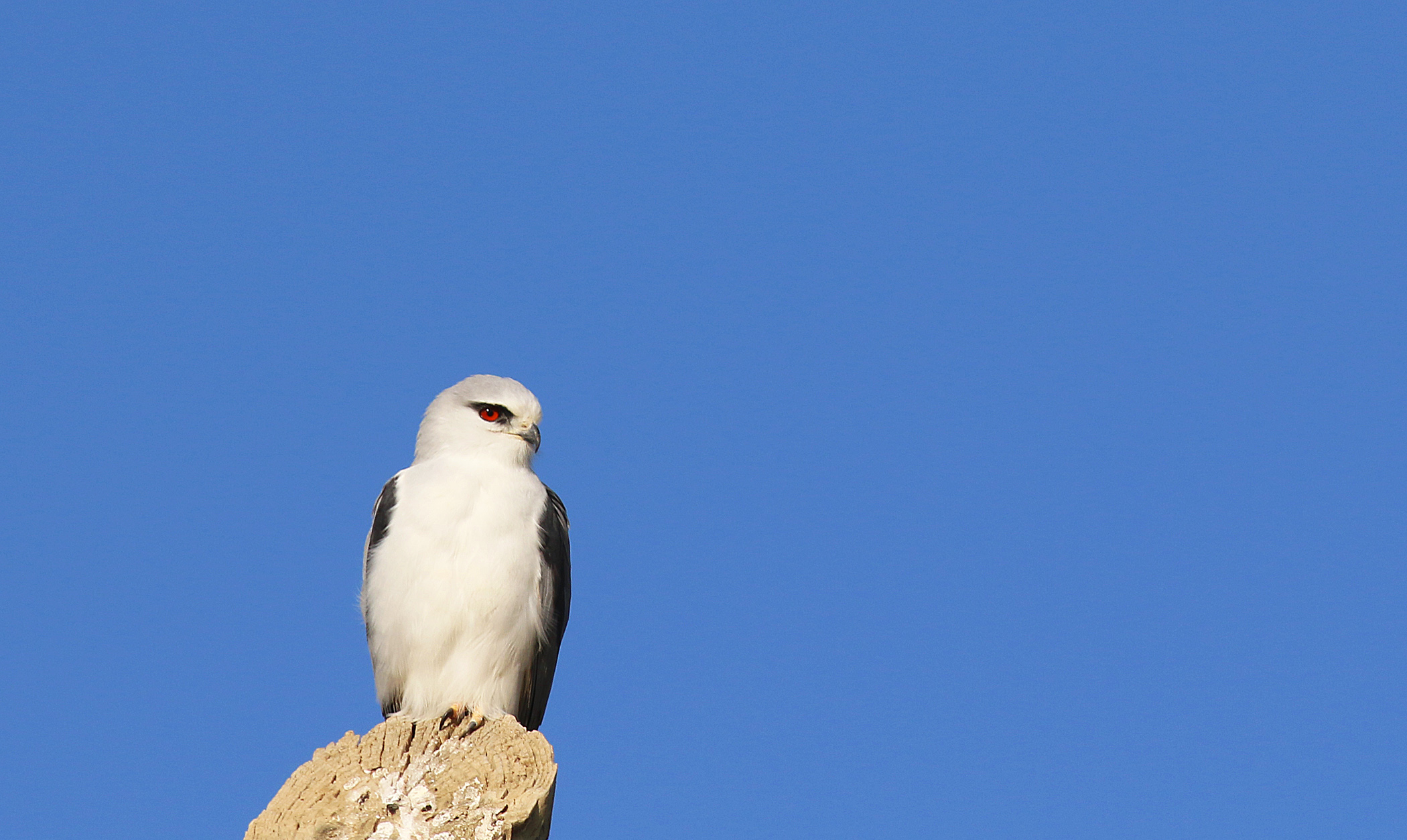 Black-winged Kite